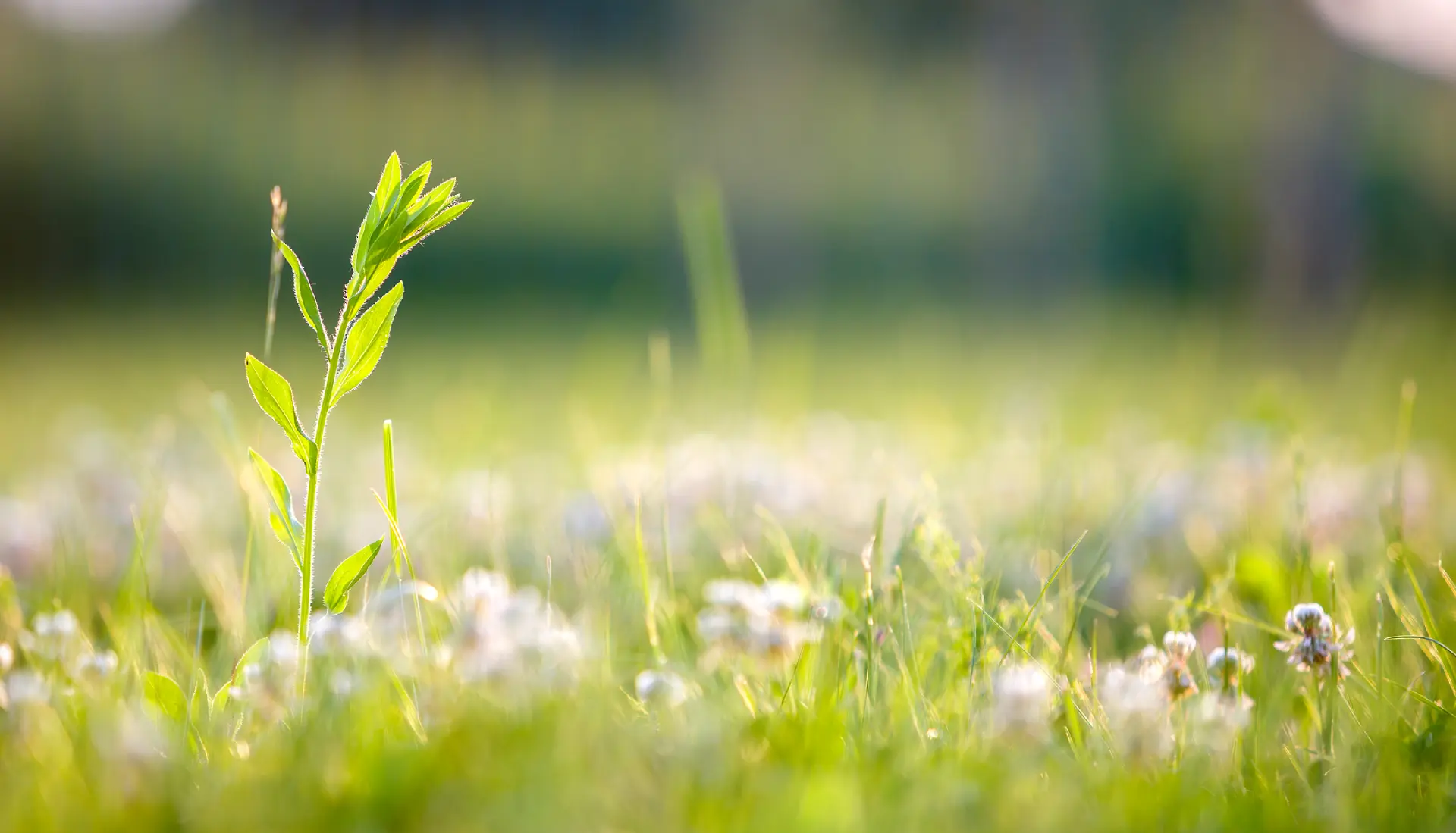 Environment Statement